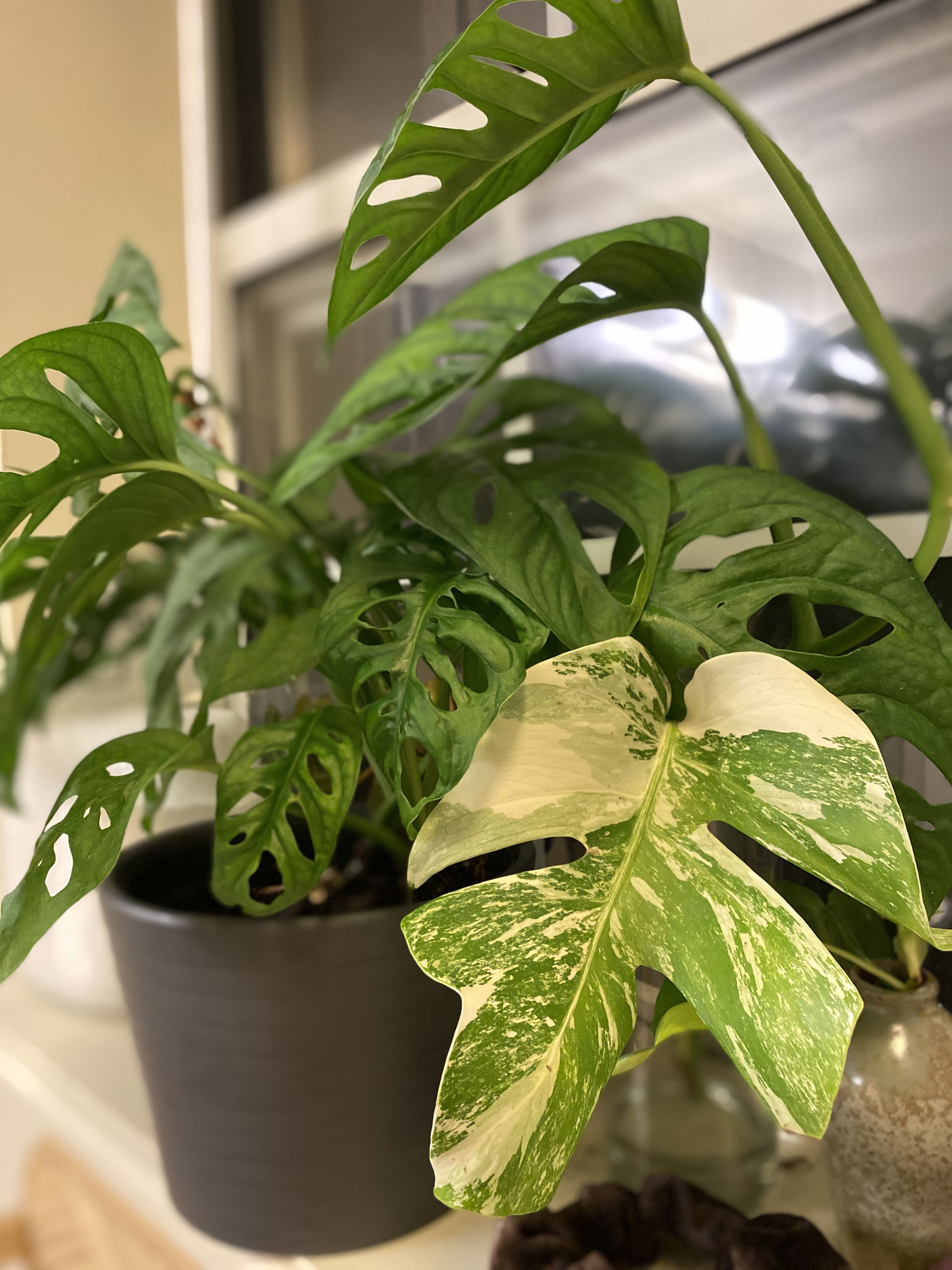 Girlfriend Lara - Escort London